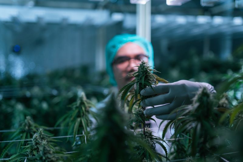 fool.com - Eric Volkman - Curaleaf Just Announced a Hostile Takeover Bid for Aurora Cannabis. Here's What This Means for Investors.