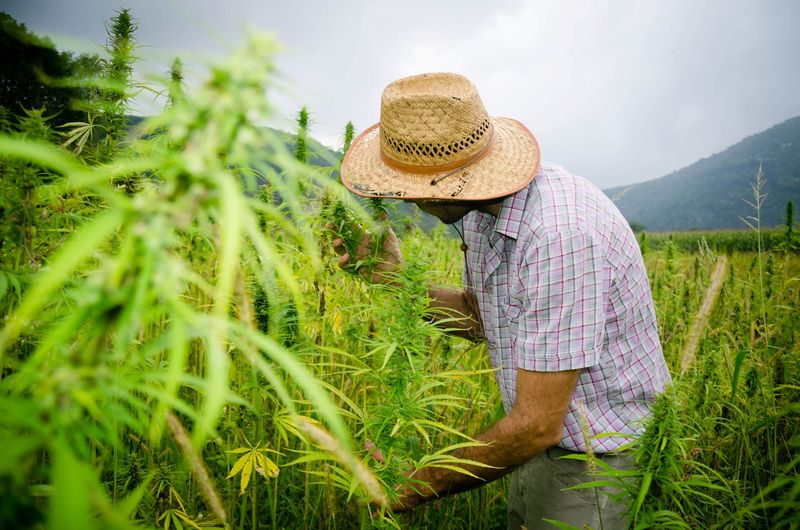 fool.com - David Jagielski, CPA - Should You Buy Tilray Brands Stock Before Oct. 8?