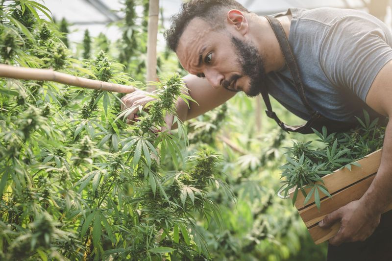 fool.com - David Jagielski, CPA - Will Tilray Brands Stock Take Off Before the End of 2026?